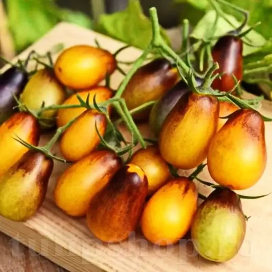 seminte tomate indigo pear drops pachet xxl producatori rosii cherry galbene indigo
