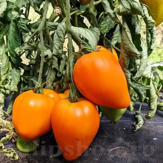Pachet XXL seminte tomate Inima de Bou Orange 1.000buc. seminte tomate inima de bou orange pachet xxl distribuitori en gros seminte