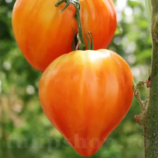 Pachet XXL seminte tomate Inima de Bou Orange 1.000buc. seminte tomate inima de bou orange pachet xxl gospodari tomate portocalii gradina