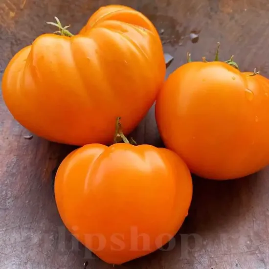 Pachet XXL seminte tomate Inima de Bou Orange 1.000buc. seminte tomate inima de bou orange pachet xxl producatori rosii portocalii mari