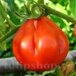 Pachet XXL seminte tomate Pearson 1.000buc. seminte tomate pearson pachet xxl distribuitori en gros seminte 110x110