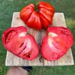 Pachet XXL seminte tomate Pearson 1.000buc. seminte tomate pearson pachet xxl gospodari tomate productive gradina 110x110