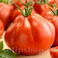 Pachet XXL seminte tomate Pearson 1.000buc.