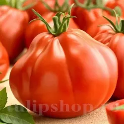 Pachet XXL seminte tomate Pearson 1.000buc.