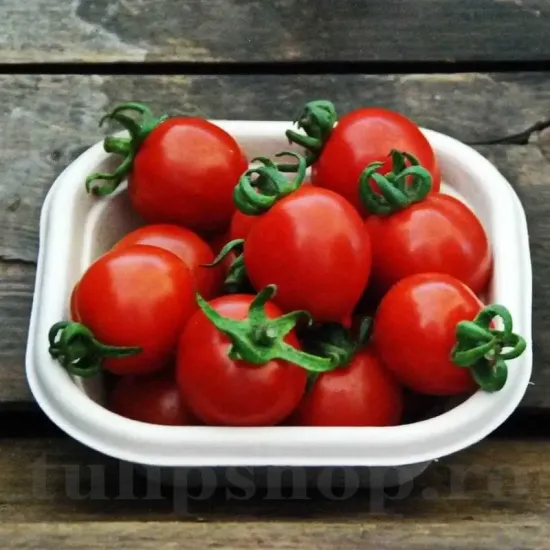 Pachet XXL seminte tomate Principe Borghese 2.000buc. seminte tomate principe borghese pachet xxl gospodari tomate italiene gradina
