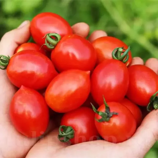 Pachet XXL seminte tomate Principe Borghese 2.000buc. seminte tomate principe borghese pachet xxl producatori rosii pentru uscat