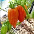 seminte tomate speckled roman pachet xxl gospodari tomate forma alungita gradina 110x110