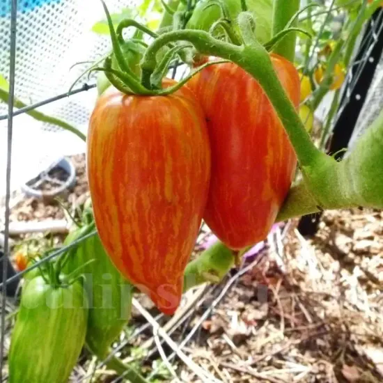 seminte tomate speckled roman pachet xxl gospodari tomate forma alungita gradina
