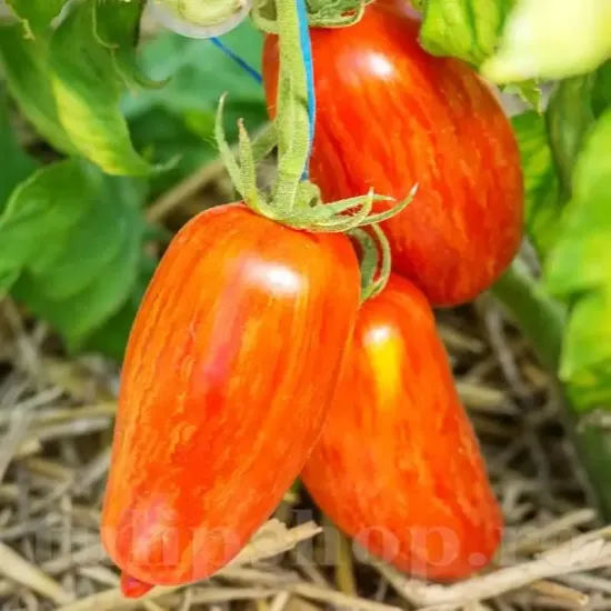seminte tomate speckled roman pachet xxl producatori rosii lunguiete vargate