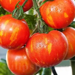 Pachet XXL seminte tomate Tigerella 2.000buc. Pachet XXL seminte tomate Tigerella 2.000buc.