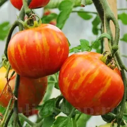 Pachet XXL seminte tomate Tigerella 2.000buc.