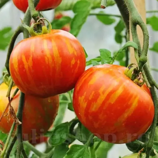 seminte tomate tigerella pachet xxl gospodari tomate rosii dungate gradina