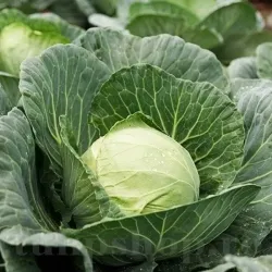 Pachet XXL seminte Varza Buzoiana 5.000buc.