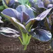 Pachet XXL Seminte varza Pak Choi Red 5.000buc. recolta varza pak choi red gust delicat frunze rosiatice tije verzi premium 110x110
