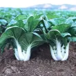 recolta varza pak choi white gust crocant petioli albi frunze fragede premium 110x110