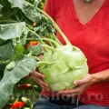 Pachet XXL seminte gulie Gigant 5.000buc.
