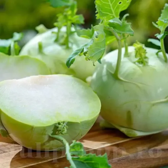 Pachet XXL seminte gulie Gigant 5.000buc. seminte gulie gigant pachet xxl producatori gulii mari rezistente