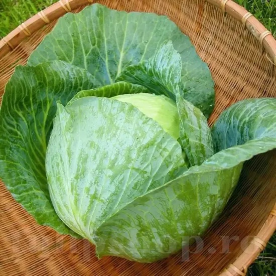 seminte varza buzoiana pachet xxl gospodari varza traditionala gradina