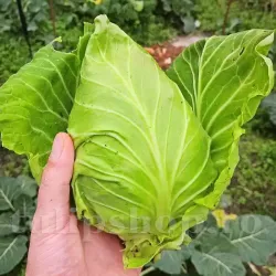 Pachet XXL Seminte varza Cuor di Bue Grosso 5.000buc.