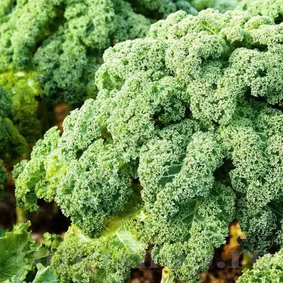 seminte varza halbhoher gruner krausser pachet xxl distribuitori en gros seminte