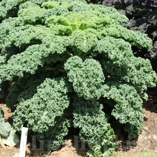 seminte varza halbhoher gruner krausser pachet xxl gospodari varza furajera ornamentala gradina