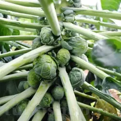 Pachet XXL seminte varza bruxelles Long Island 10.000buc. Pachet XXL seminte varza bruxelles Long Island 10.000buc.