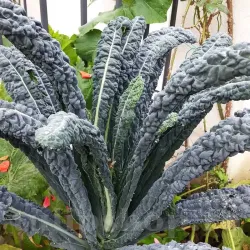 Pachet XXL Seminte varza kale Nero di Toscana 5.000buc. Pachet XXL Seminte varza kale Nero di Toscana 5.000buc.