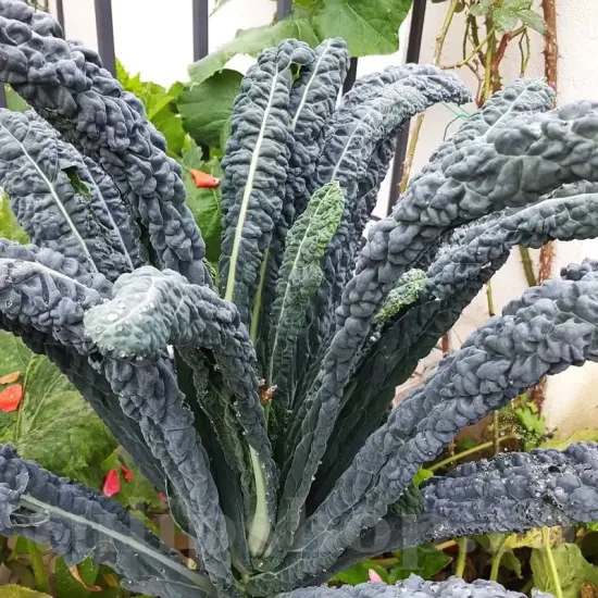 Pachet XXL Seminte varza kale Nero di Toscana 5.000buc. seminte varza nero di toscana pachet xxl producatori varza kale neagra