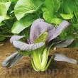 Pachet XXL Seminte varza Pak Choi Red 5.000buc. seminte varza pak choi red pachet xxl distribuitori en gros seminte 110x110