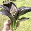 Pachet XXL Seminte varza Pak Choi Red 5.000buc. seminte varza pak choi red pachet xxl gospodari varza asiatica violet gradina 110x110