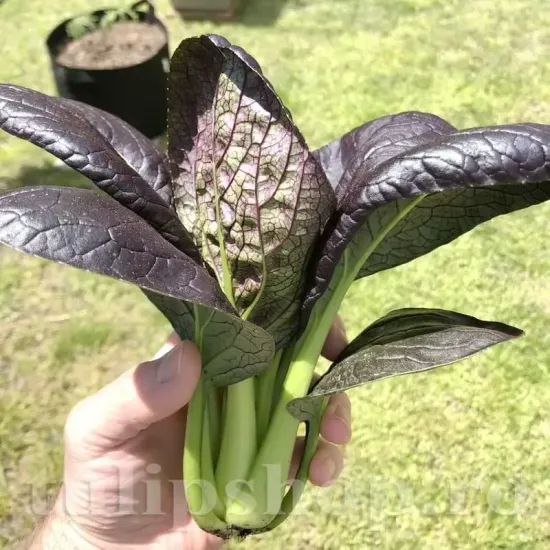 Pachet XXL Seminte varza Pak Choi Red 5.000buc. seminte varza pak choi red pachet xxl gospodari varza asiatica violet gradina
