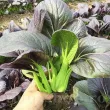 Pachet XXL Seminte varza Pak Choi Red 5.000buc. seminte varza pak choi red pachet xxl producatori varza chinezeasca rosie 110x110