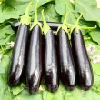 recolta vinete long purple gust delicios fructe alungite miez alb premium 110x110