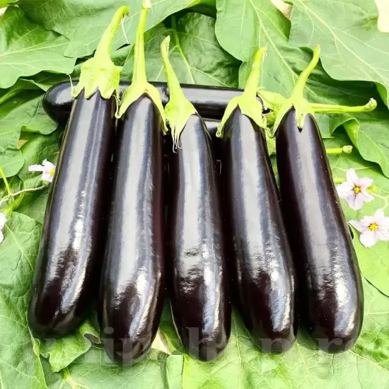 recolta vinete long purple gust delicios fructe alungite miez alb premium