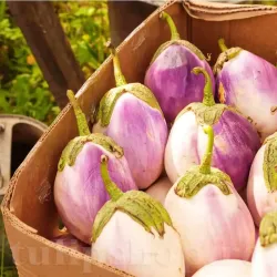 Pachet XXL seminte vinete Bianca Sfumata di Rosa 2.000buc. Pachet XXL seminte vinete Bianca Sfumata di Rosa 2.000buc.