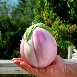 Pachet XXL seminte vinete Bianca Sfumata di Rosa 2.000buc.