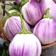seminte vinete bianca sfumata di rosa pachet xxl producatori vinete albe roz rotunde 110x110