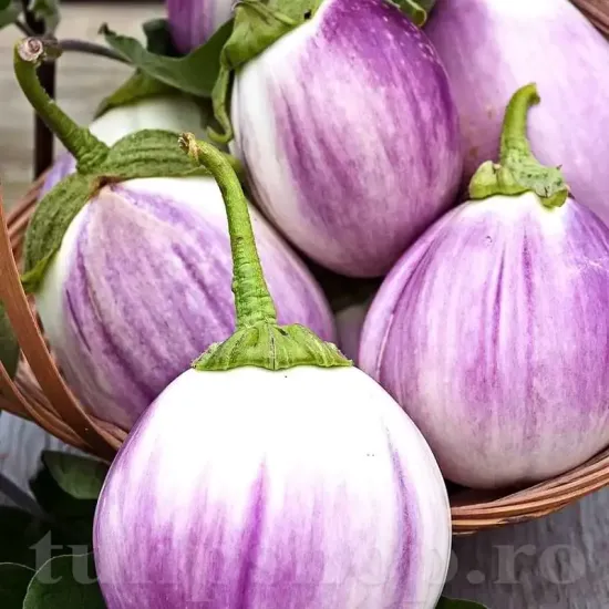 seminte vinete bianca sfumata di rosa pachet xxl producatori vinete albe roz rotunde