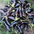 seminte vinete pana corbului pachet xxl gospodari vinete negre lungi gradina 110x110