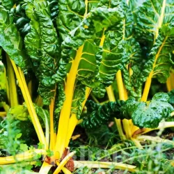 Seminte sfecla Swiss Chard Bright Yellow 300buc. Seminte sfecla Swiss Chard Bright Yellow 300buc.