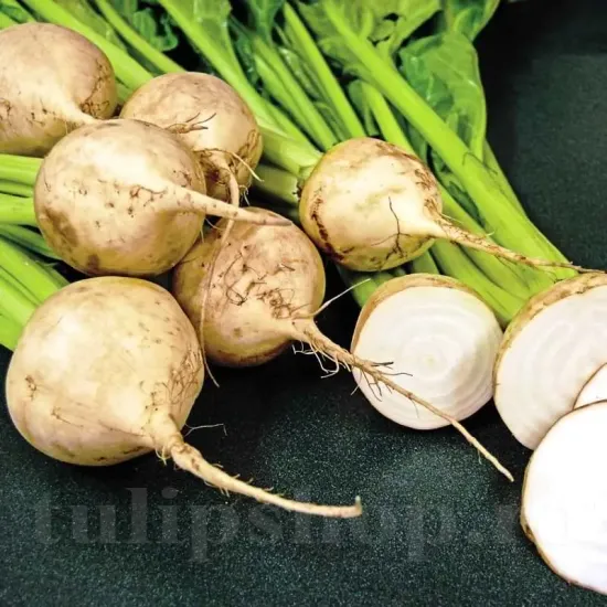 seminte sfecla albina vereduna