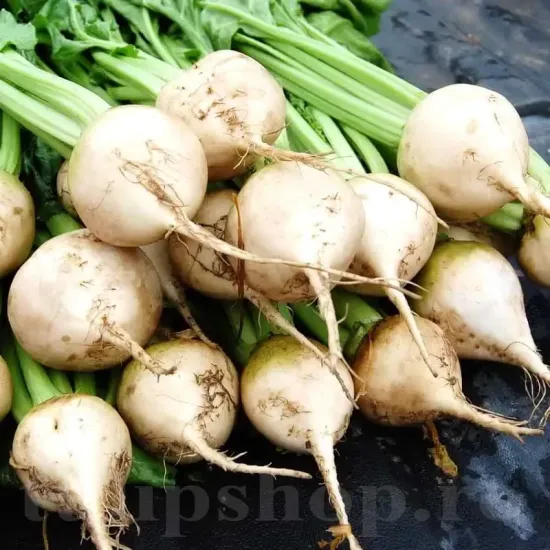 seminte sfecla albina vereduna cultivare gradina ghiveci