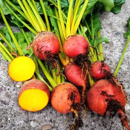 seminte sfecla burpees golden1