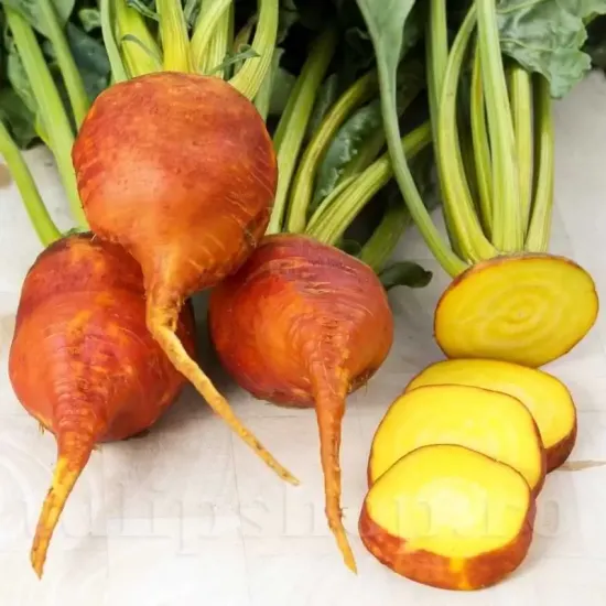 seminte sfecla burpees golden3