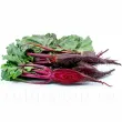 Pachet XXL seminte sfecla Cylindra 3.000buc. seminte sfecla cylindra 110x110