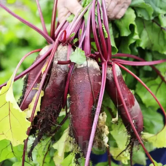 seminte sfecla cylindra1