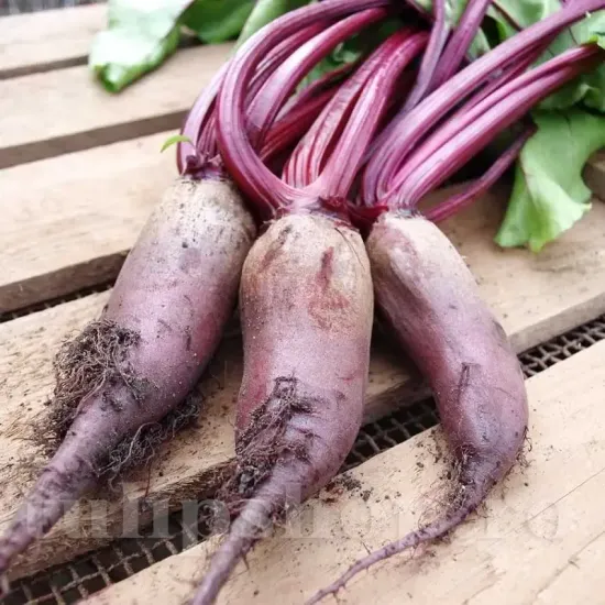 seminte sfecla cylindra3