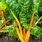 Seminte sfecla Swiss Chard Bright Yellow 300buc.