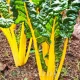 seminte sfecla swiss chard bright%20yellow2