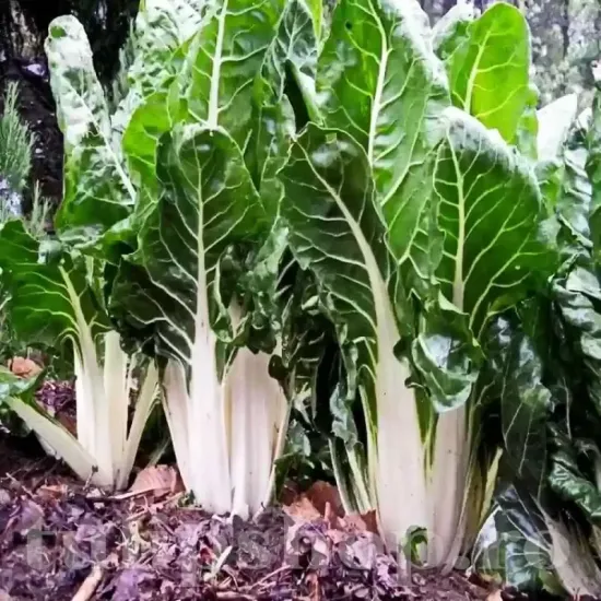 seminte sfecla swiss chard lucullus green